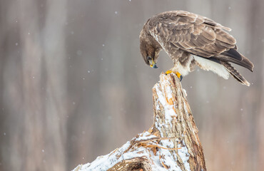 Common Buzzard in winter at a wet forest