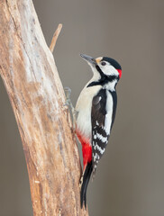 Great Spotted Woodpecker - male - in the wet forest in winter