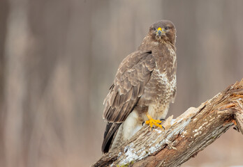 Common Buzzard in winter at a wet forest