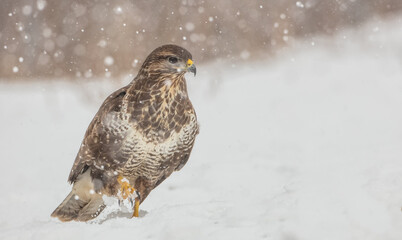 Common Buzzard in winter at a wet forest