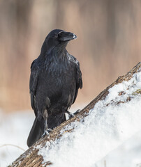 Common Raven - in winter at a wet forest