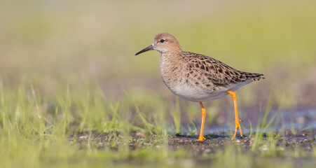 Ruff -  female feeding at the wetland on the mating season in spring