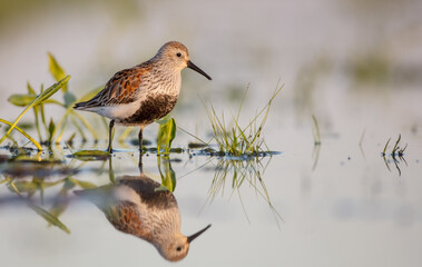 Dunlin - adult bird at a wetland on the spring migration 