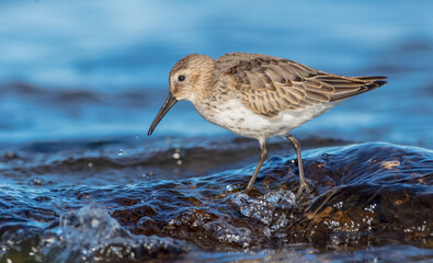 Dunlin - young bird at a seashore on the autumn migration way