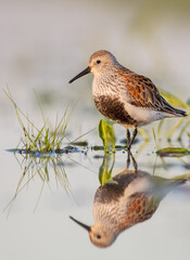 Dunlin - adult bird at a wetland on the spring migration 