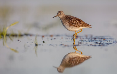 Wood Sandpiper  - in spring on the migration way at wetland