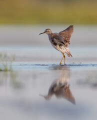 Wood Sandpiper  - in spring on the migration way at wetland