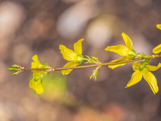 Forsythia. Blooming forsythia bush. Yellow flower on a branch of forsythia.
