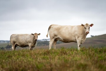 cows in field, grazing on grass and pasture in Australia, on a farming ranch. Cattle eating hay and silage. breeds include speckle park, Murray grey, angus, Brangus, hereford, wagyu, dairy cows.