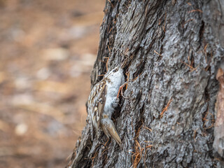 Little bird Eurasian treecreeper crawling on a tree. Nature background. Bird: Short toed Treecreeper. Certhia brachydactyla.