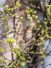 A fieldfare chick, Turdus pilaris, has left the nest and is sitting on a branch. A chick of...