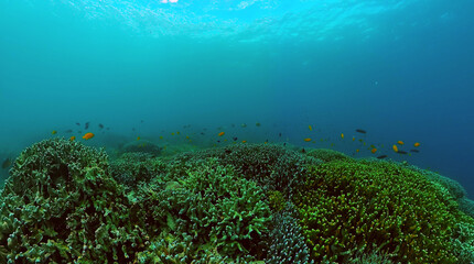 Beautiful and diverse coral reef with fishes of underwater world.