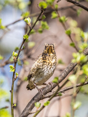A fieldfare chick, Turdus pilaris, has left the nest and is sitting on a branch. A chick of fieldfare sitting and waiting for a parent on a branch.