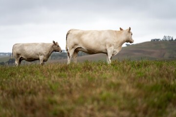 close up of a white cow grazing in a field in australia