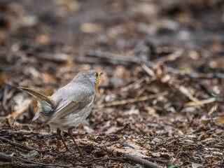 European Robin, Erithacus rubecula, song bird sits on ground in the spring forest or park