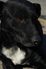 Black dog with light brown eyes lying on the floor