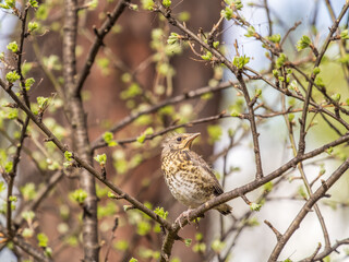 A fieldfare chick, Turdus pilaris, has left the nest and is sitting on a branch. A chick of...