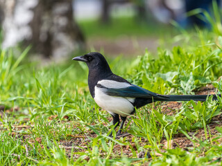 Magpie, Scientific name, Pica Pica. Adult Magpie with glossy plumage on a green grass lawn.