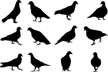 Pigeon silhouette, Pigeon in high HD resolution. Easy to reuse Pigeon bird silhouette for video or online games, poster or banner.