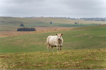 Australian cows grazing in a field on pasture. close up of a white murray grey cow eating grass in...