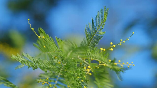 Symbol Of 8 March. Mimosa Acacia Dealbata Tree. Yellow Gold Flowering Mimosa Blossom. Bokeh.