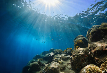 underwater scene with reef