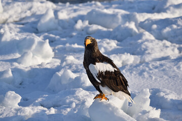 Bird watching with floating ices in winter