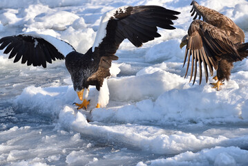 Bird watching with floating ices in winter