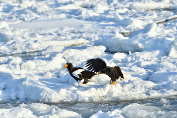 Bird watching with floating ices in winter