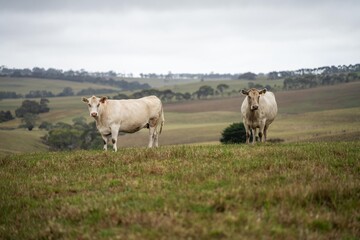 Fototapeta na wymiar close up of a white cow grazing in a field in australia
