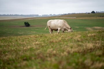 Naklejka na ściany i meble Australian cows grazing in a field on pasture. close up of a white murray grey cow eating grass in a paddock in springtime in australia