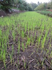 rice field