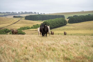 Stud Beef bulls and cows grazing on grass in a field, in Australia. breeds include murray grey,...