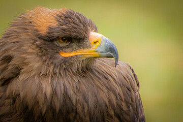 a brown eagle with a pointed beak