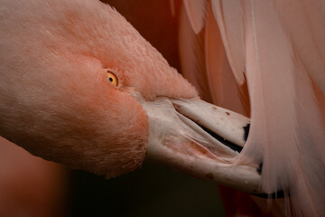 close-up of a flamingo grooming its feathers