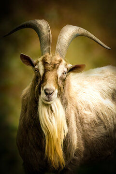 close-up front view portrait of a goat