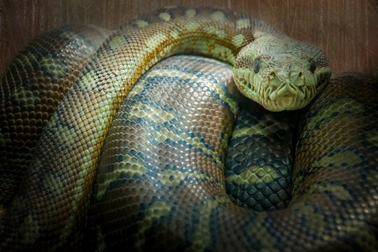 A snake rapped around a branch