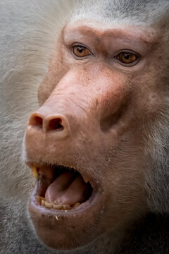 close-up portrait of a male baboon with mouth open