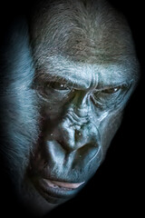 Fototapeta na wymiar front view close-up of a gorilla face