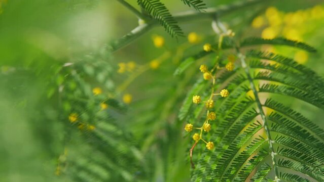 Spring Is Coming. Acacia With Yellow Flowers Or Mimosa Tree. Womens Day And Easter Greeting Background. Nature Background. Still.