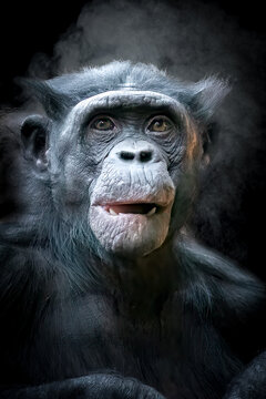 close-up front view portrait of a monkey on a black background