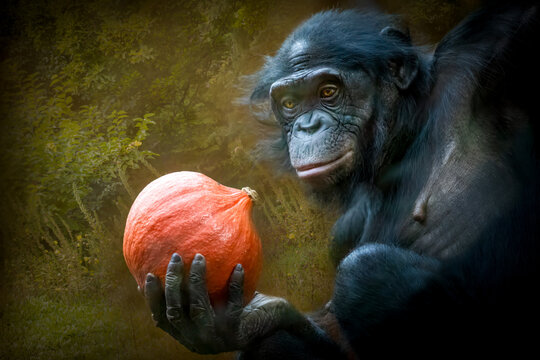 close-up of a monkey holding a pumpkin in it hand