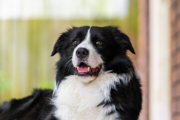 Portrait of a beautiful Border Collie male pup sitting lying on the wooden deck.