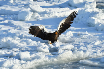 Bird watching with floating ices in winter