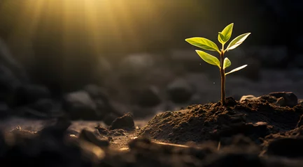 Fotobehang Plant in soil with sunrays © MAJGraphics