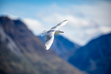 The black-billed gull (Chroicocephalus bulleri) is a Near Threatened species of gull in the family Laridae. 
 The background is southern alps mountains of new zealand.