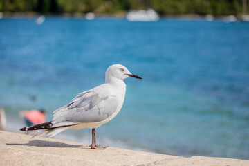 The black-billed gull (Chroicocephalus bulleri) is a Near Threatened species of gull in the family Laridae. 
 The background is Lake Wakatipu of Queenstown New Zealand.