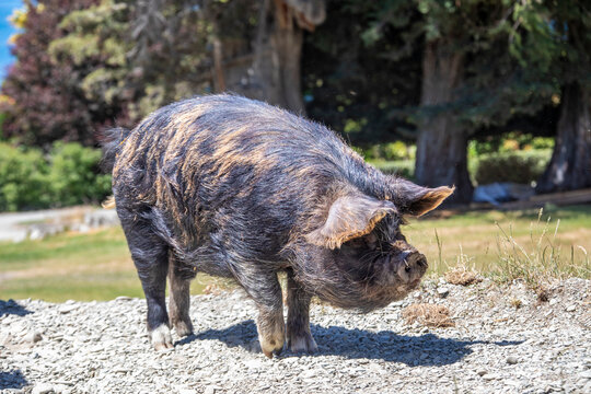 The Kunekune pig in Walter Peak High Country Farm in queenstown new zealand. enjoy a farmyard tour and see sheep dog demonstrations. Traditional afternoon tea is included.
