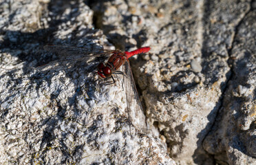 Detail of red dragonfly standing on a rock.