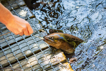 People is feeding New Zealand longfin eel (Anguilla dieffenbachii),  a species of freshwater eel that is endemic to New Zealand. 